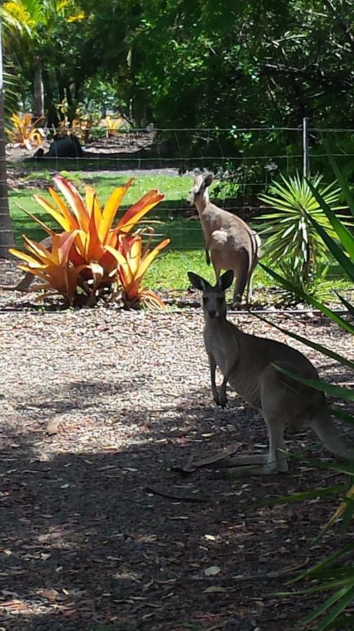 Bluegrass Bnb Bed and Breakfast Bundaberg Exterior foto