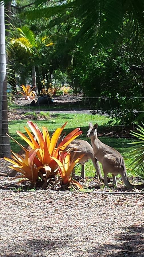 Bluegrass Bnb Bed and Breakfast Bundaberg Exterior foto